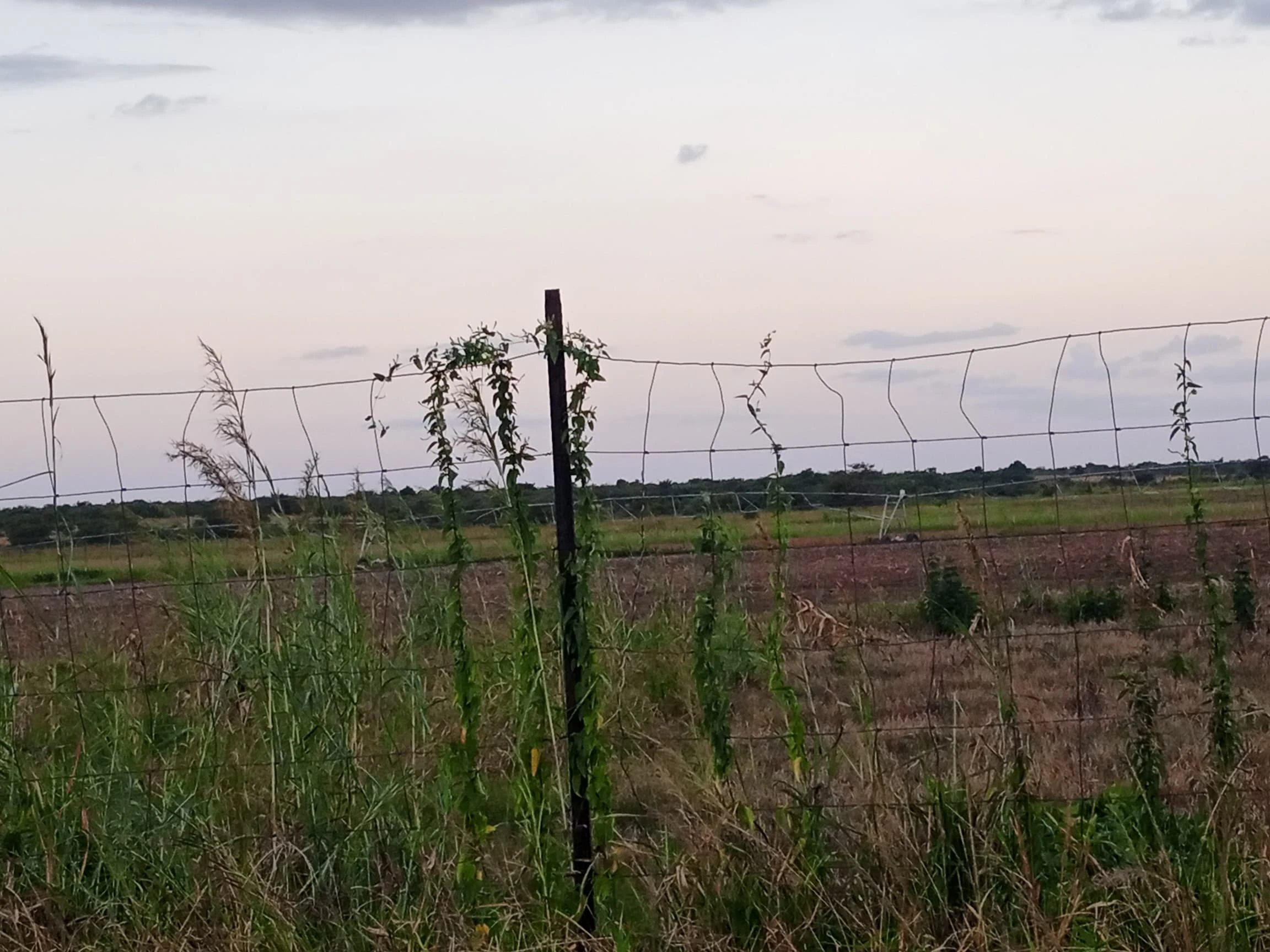 FULLY FUNCTIONAL 324 FARM FOR SALE IN MWEMBESHI 